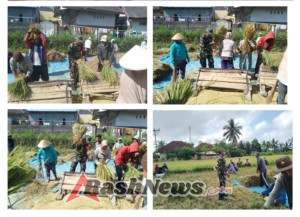 Babinsa Jurit Dampingi Petani Panen Padi di Musim Tanam Kedua