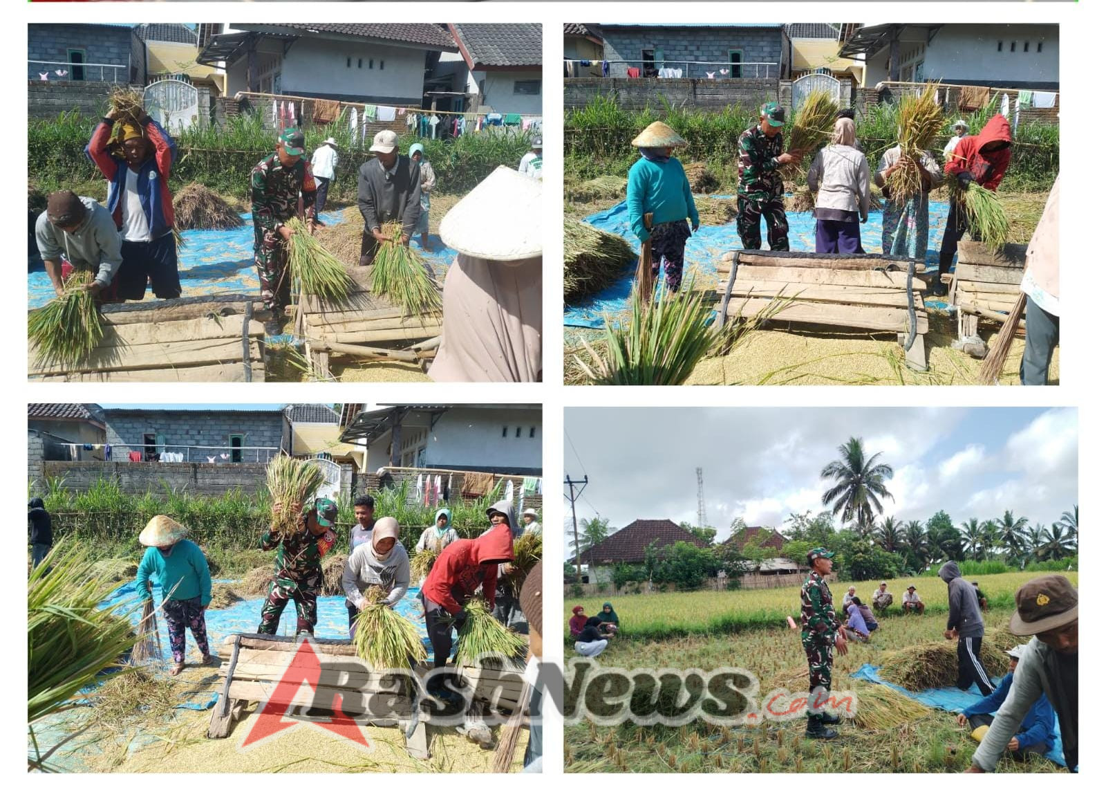 Babinsa Jurit Dampingi Petani Panen Padi di Musim Tanam Kedua