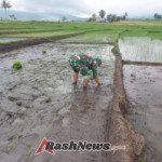 Anggota Koramil 1612-07/Satar Mese Terjun ke Sawah Bantu Petani Tanam Padi di Desa Iteng