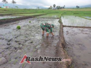 Anggota Koramil 1612-07/Satar Mese Terjun ke Sawah Bantu Petani Tanam Padi di Desa Iteng