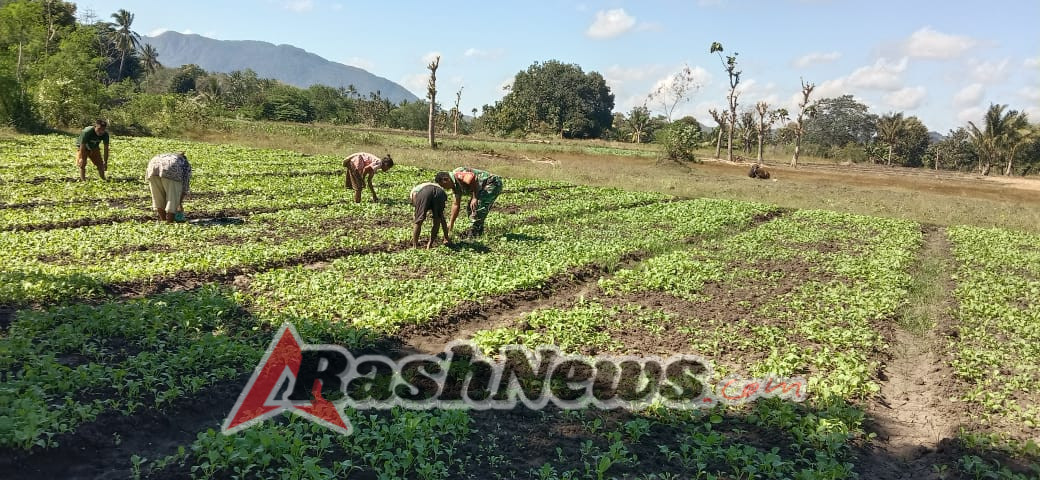 Lahan Kosong Jadi Harapan, Babinsa Biut Bangkitkan Semangat Bertani