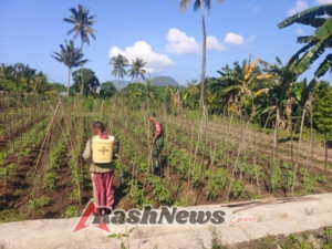 Sinergi TNI dan Petani, Babinsa Ende Lakukan Komsos dan Pendampingan di Lokoboko