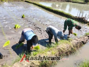 Dukung Ketahanan Pangan, Pratu Muhamad Sukardin Bantu Warga Tanam Padi di Manggarai Timur