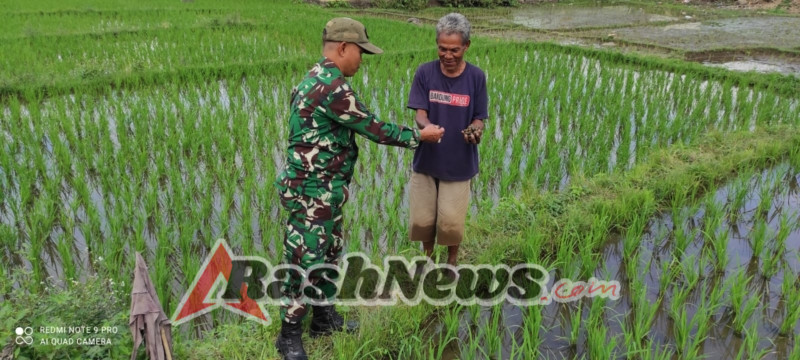 Pererat Kemanunggalan, Babinsa Wolowaru Komsos dan Pamwil di Tengah Sawah