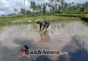 Babinsa dan Petani Lembah Rinjani 2 Bersama Menanam Padi di Jurit Baru, Ciptakan Keberhasilan Pertanian