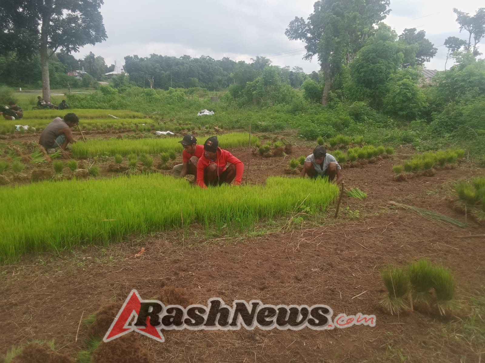 Babinsa Serka Masrin Dukung Ketahanan Pangan dengan Pendampingan Petani di Desa Tanamodu, Sumba Tengah