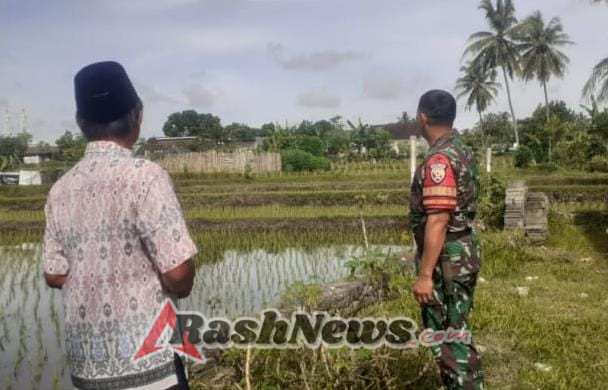 Sinergi Babinsa dan Petani Wujudkan Hasil Panen Maksimal di Masbagik Utara Baru