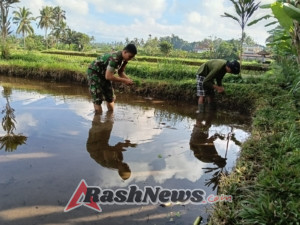 Babinsa Desa Puhu Wujudkan Ketahanan Pangan Lewat Pendampingan Tanam Padi