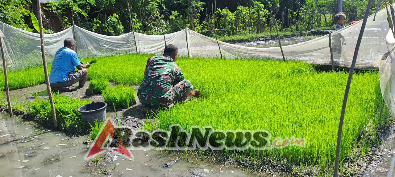 Persiapan Masa Tanam, Babinsa Karera Bantu Petani Cabut Bibit Padi