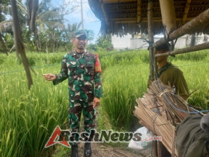 Demi Ketahanan Pangan, Babinsa Pelapuan Dampingi Petani Desa Pelapuan Berantas Hama