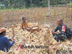 Bersama Petani, Babinsa Tanarighu Wujudkan Ketahanan Pangan Daerah