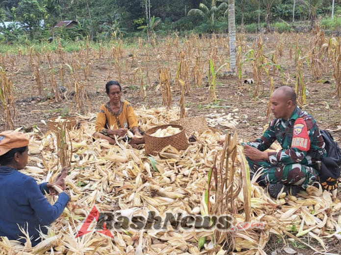 Bersama Petani, Babinsa Tanarighu Wujudkan Ketahanan Pangan Daerah