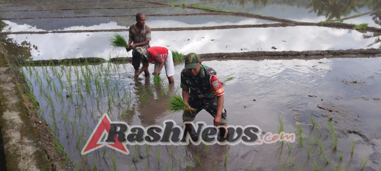 Bersama Tani, Bangun Negeri: TNI Perkuat Ketahanan Pangan di Ende