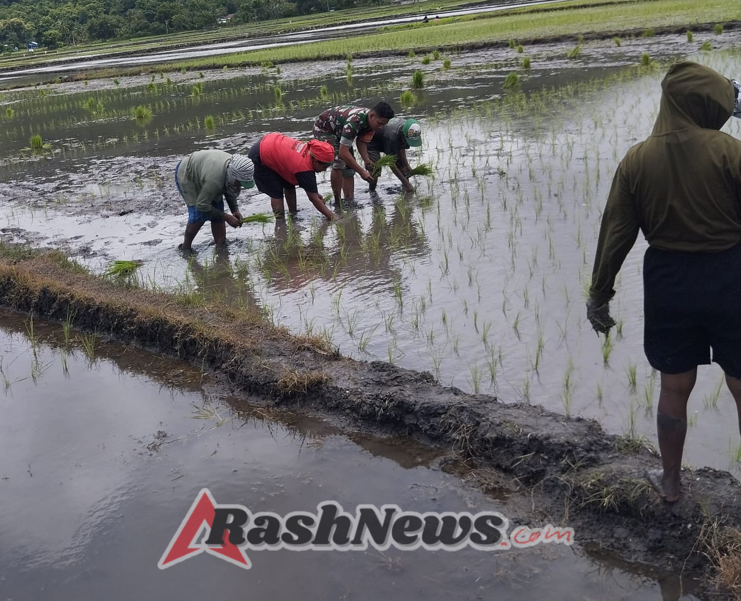 Han Pangan: Babinsa Koramil 1602-04/Maurole Bantu Masyarakat Desa Tou Barat Panen Lebih Baik