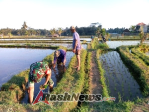 TNI Hadir Bersama Petani Babinsa Bantu Penanaman Padi di Subak Yehtengah
