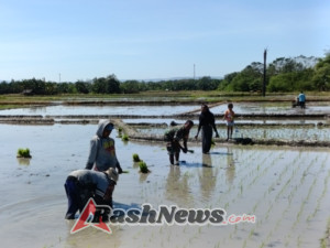 Babinsa Aktif Wujudkan Swasembada Pangan Lewat Tanam Padi Ciherang