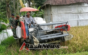Babinsa Desa Pangsan Bantu Petani Panen Raya dengan Mesin Combine Guna Hanpangan