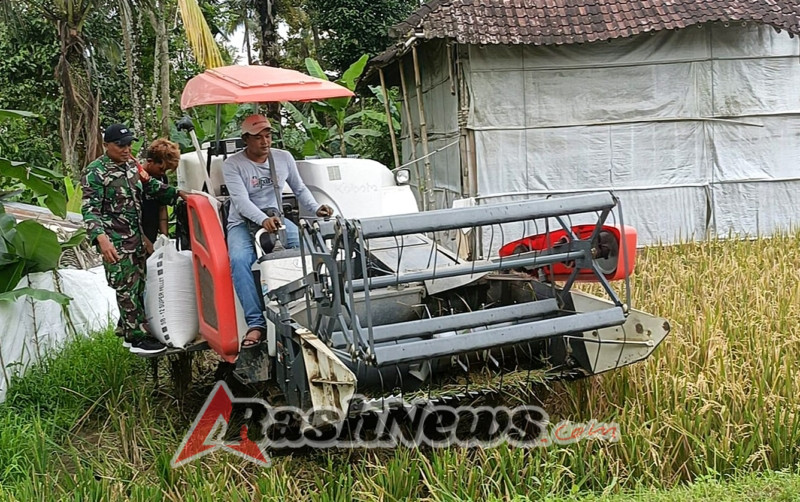 Babinsa Desa Pangsan Bantu Petani Panen Raya dengan Mesin Combine Guna Hanpangan
