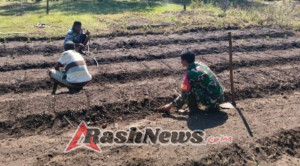 Kolaborasi Babinsa Koramil 02/Pantar dan Warga Dalam Membuka Lahan Tidur