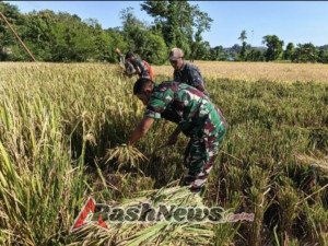 Babinsa Koramil Walakaka Aktif di Tengah Musim Panen