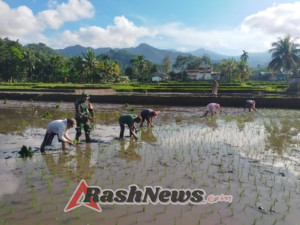 TNI Hadir di Tengah Rakyat: Babinsa Kawal Ketahanan Pangan di Desa Jopu