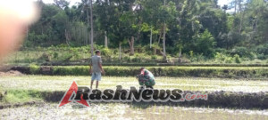 Babinsa Koramil 04/Tabundung Dampingi Petani Cek Masa Tanam Padi
