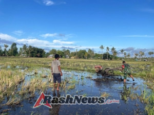 Kebersamaan TNI dan Petani, Babinsa Rindi Umalulu Bantu Olah Lahan Padi