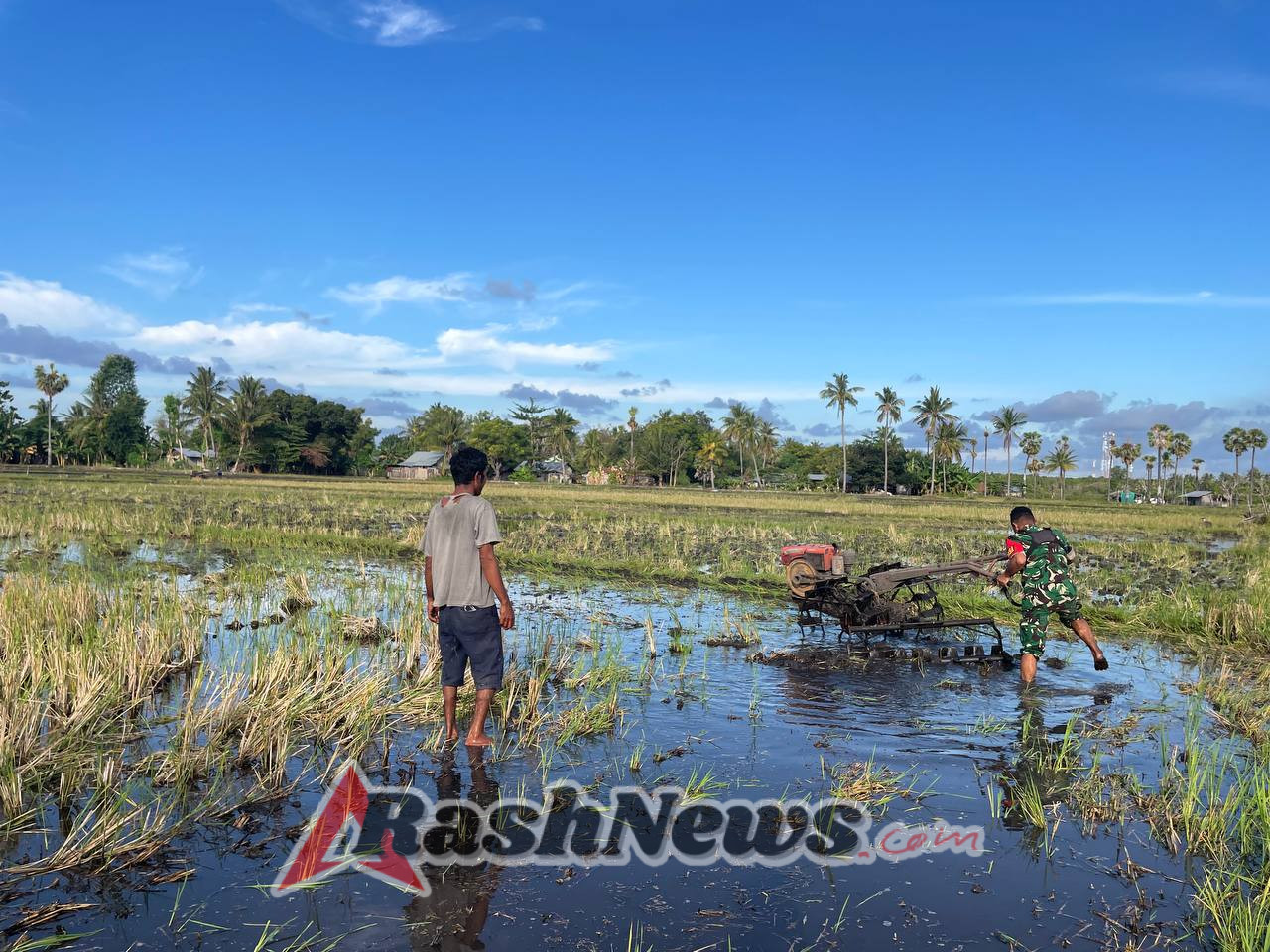 Kebersamaan TNI dan Petani, Babinsa Rindi Umalulu Bantu Olah Lahan Padi