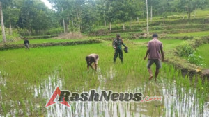 Babinsa Koramil 1613-01/Loli Dukung Ketahanan Pangan dengan Pendampingan Pemupukan Tanaman Padi