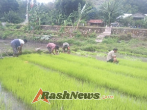 Babinsa Aktif Dukung Ketahanan Pangan di Kelurahan Mauhau