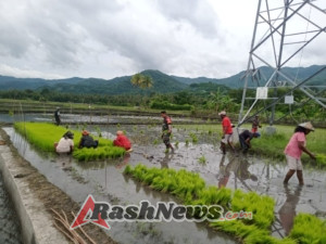 Penanaman Padi Seluas 1 Hektar di Ranokolo, Babinsa Koramil Maurole Aktif Mendampingi Petani