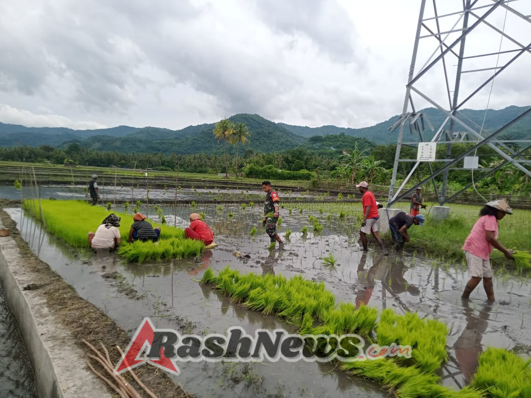 Penanaman Padi Seluas 1 Hektar di Ranokolo, Babinsa Koramil Maurole Aktif Mendampingi Petani