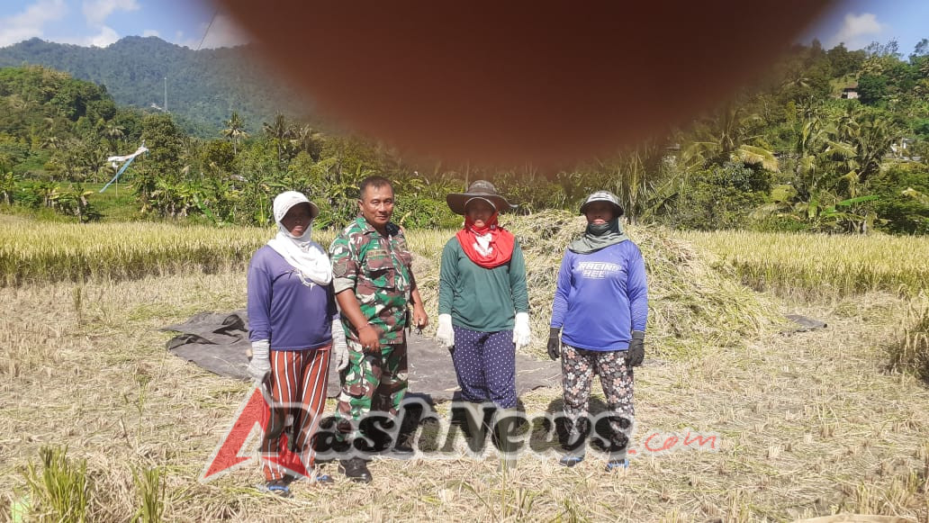 Dukung ketahanan pangan, Babinsa Pangkung Paruk dampingi petani melaksanakan panen padi
