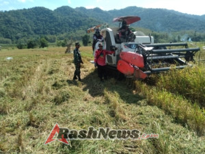 TNI Dukung Ketahanan Pangan: Babinsa Taliwang Terjun Langsung Pantau Panen Petani