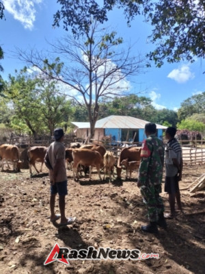 Komsos Babinsa Tesabela: Edukasi Pemilik Sapi Soal Pentingnya Kesehatan Ternak