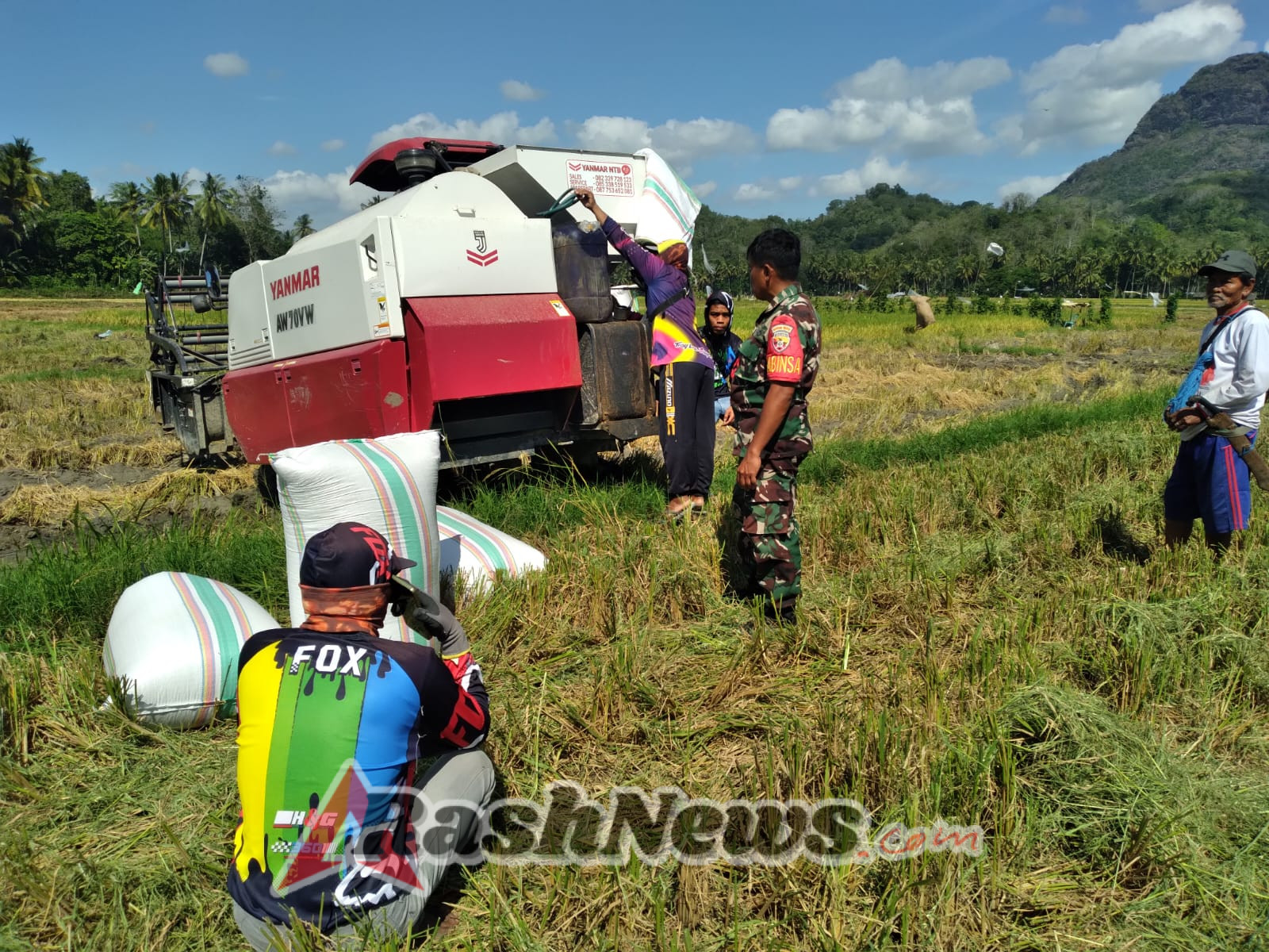TNI Bantu Petani, Babinsa Dampingi Panen Padi Milik Warga di Sumbawa Barat
