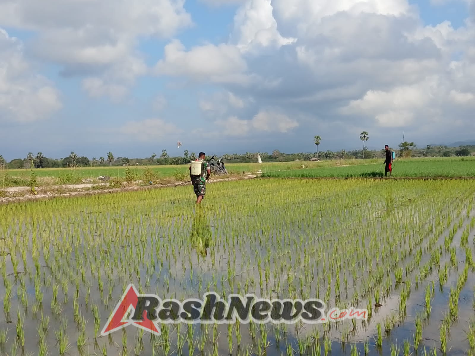 Sinergi TNI dan Petani: Penyemprotan Padi di Desa Wulla