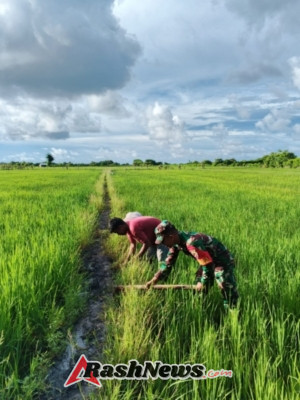 Babinsa Koramil 02/Rindi Umalulu Aktif Dukung Ketahanan Pangan di Rindi Umalulu