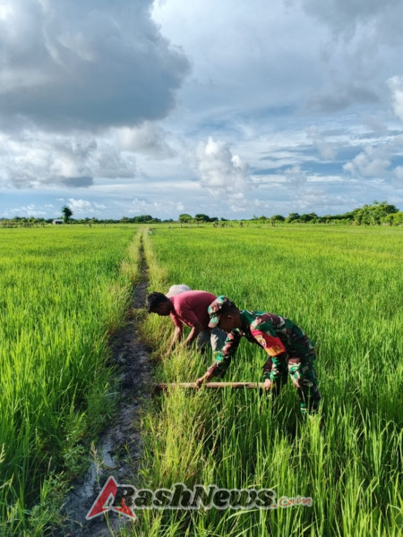 Babinsa Koramil 02/Rindi Umalulu Aktif Dukung Ketahanan Pangan di Rindi Umalulu
