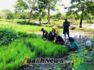 Sinergi TNI-Rakyat, Babinsa Karera Turut Serta dalam Persiapan Tanam Padi