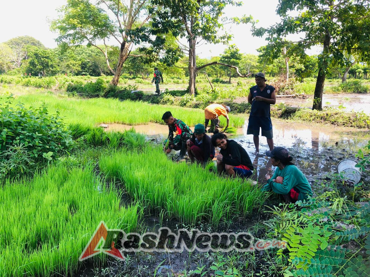 Sinergi TNI-Rakyat, Babinsa Karera Turut Serta dalam Persiapan Tanam Padi