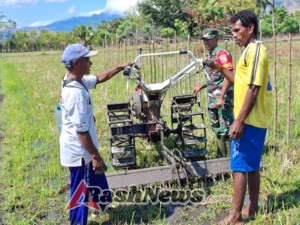 Babinsa Koramil 1602-04/Maurole Dampingi Petani Olah Lahan MT II di Kotabaru