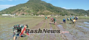 Tingkatkan Hasil Pertanian, Babinsa Sampir Dampingi Petani Tanam Padi Musim Ini