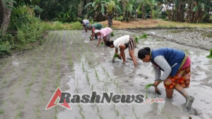 Bersatu di Sawah, Babinsa dan Petani Bangkitkan Hanpangan