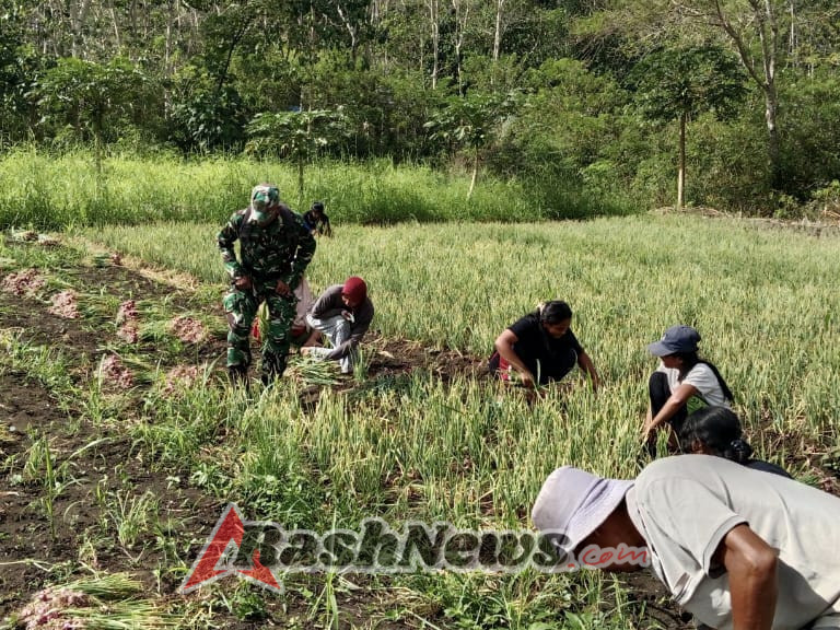 Babinsa Aktif Dampingi Warga Panen Bawang di Kecamatan Loli