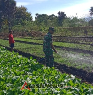 Babinsa Kerame Jati Motivasi Pemuda Budidaya Tanaman Hidroponik