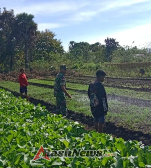 Babinsa Koramil 1618-02/Miobar Bantu Petani Sayur, Wujud Kepedulian Terhadap Ketahanan Pangan