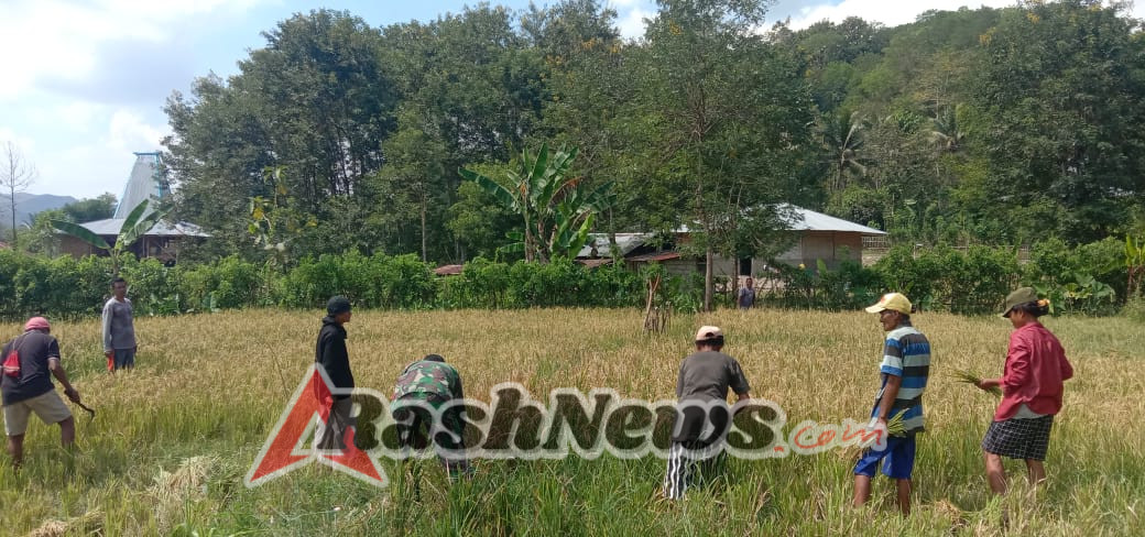 Babinsa Kopka Y Yupiter B Dukung Swasembada Pangan Lewat Pendampingan Panen