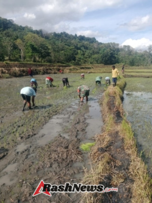 Dukung Program Ketahanan Pangan, Babinsa Bantu Petani Tanam Padi