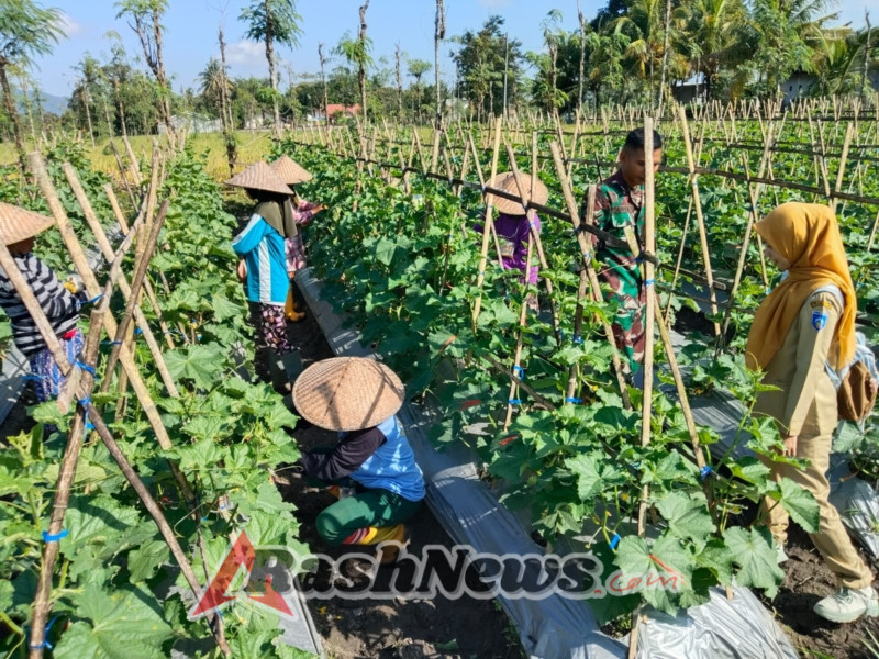 Babinsa Bantu Kawin Silang Tanaman Mentimun, Agar Petani Saat Panen Maksimal